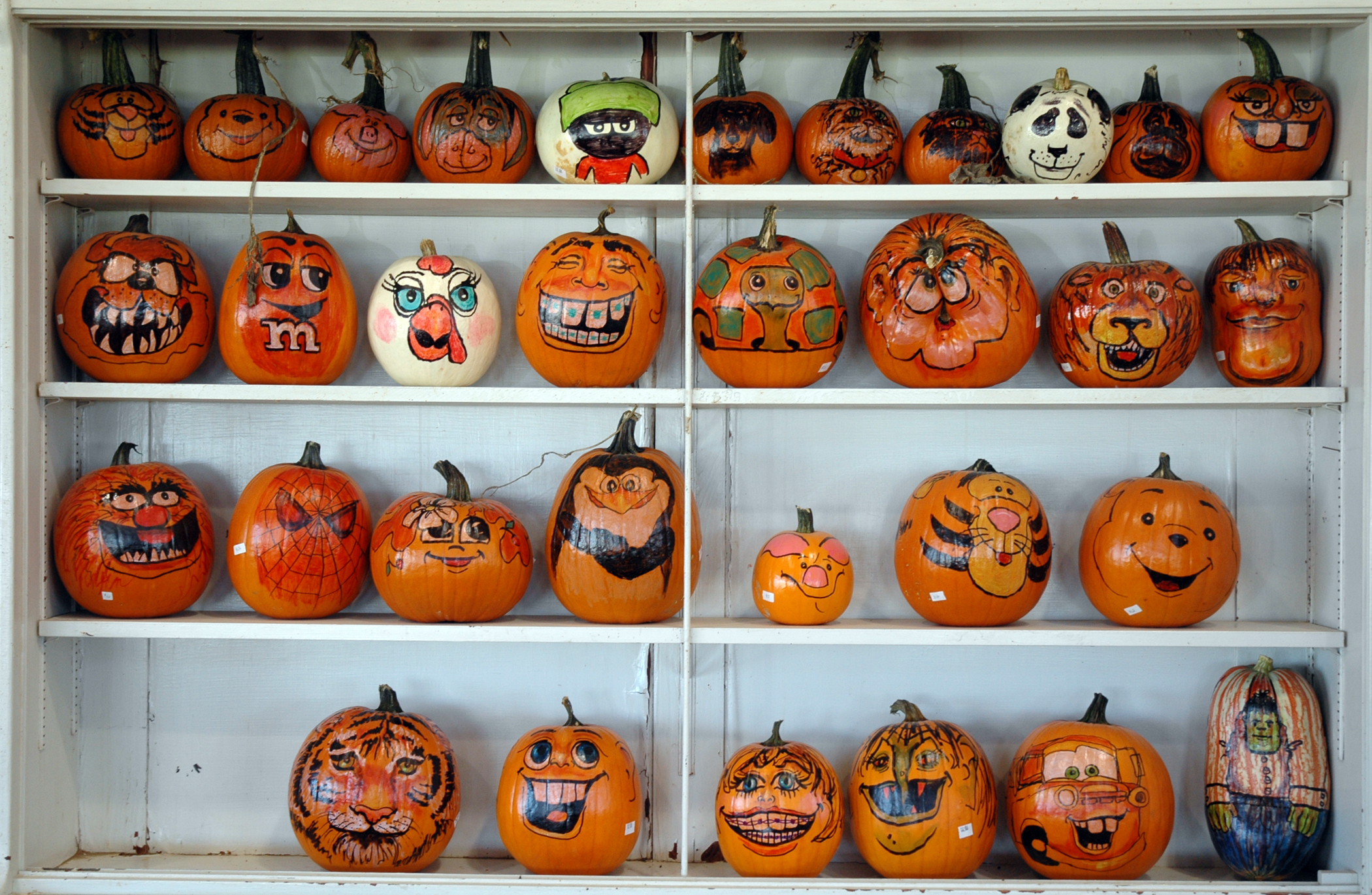 Mountpleasantpumpkins fallharvestmountpleasantpumpkins